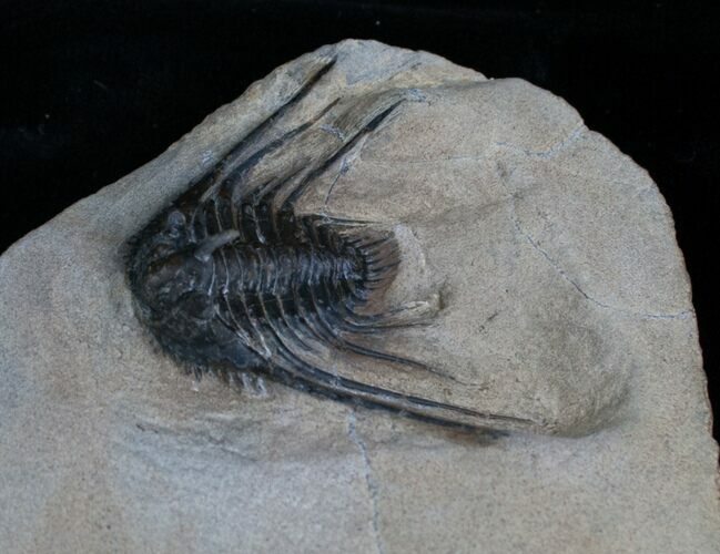 Leonaspis Trilobite With Long Occipital Spine #4242